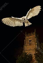 Barn Owl in flight at night