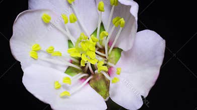 Spring flowers opening. Beautiful Spring Apricot tree blossom open timelapse. Time lapse of Easter fresh pink blossoming