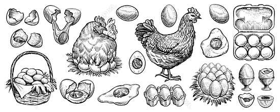 Chicken eggs and farm hen hand drawn vector. Engraved elements: nest, full basket, broken, boiled, fresh and other eggs.