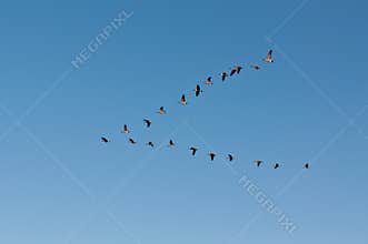 Canada Geese in Flight