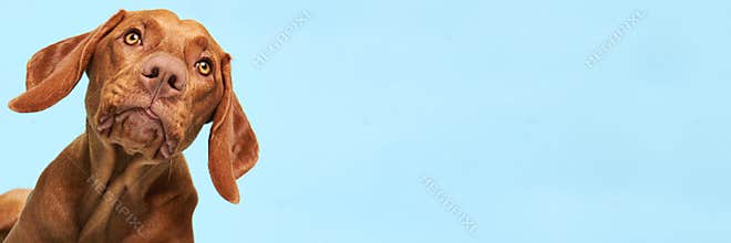 Cute hungarian vizsla puppy studio portrait. Funny dog with tongue sticking out face close up over blue banner.