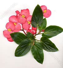 Flower, Dragon Wing Begonia