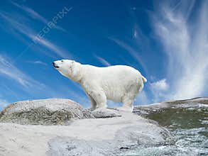 Polar bear