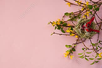 Forsythia branches with yellow flowers, a nest with cute red birds and colorful eggs on a pastel pink background.