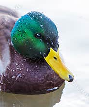Mallard duck