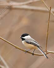 Black-capped Chickadee