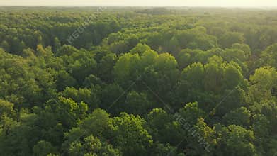 Green autumn summer forest tree aerial fall