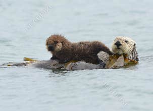 sea otter mother with adorable baby / infant in the kelp, big sur, california