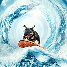 Collage with cute funny bulldog dog surfing on huge wave in ocean or sea on summer vacation over blue-white background.