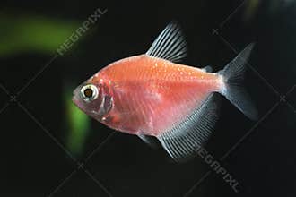 Aquarium fish, Black tetra. Gymnocorymbus ternetzi pink variant
