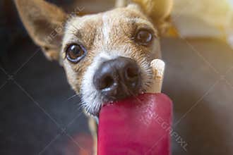 Portrait nice dog eating pink fruit ice cream. Cute and funny pets in summer time. Tasty homemade ice cream