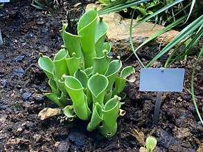 Marsh pitcher plant Heliamphora heterodoxa x nutans or SchlauchpflanzengewÃ¤chse oder Schlauchpflanzengewaechse