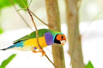 Male Gouldian Finch