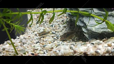 Catfish and broadband barb fish in aquarium scape