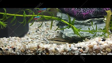 Broadband barb fish in aquarium scape