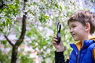 Little boy looking at flower through magnifier. Charming schoolboy exploring nature. Kid discovering spring cherry blossoms with