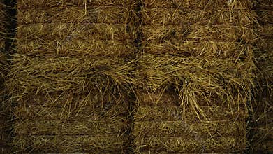 Heap hay lying wheat field on cropping season closeup. Autumn ranch lifestyle