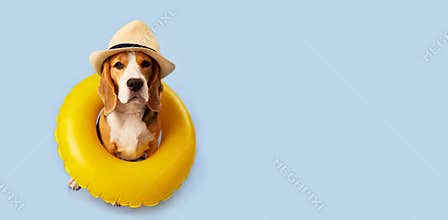 A beagle dog in a straw hat and an swimming circle on a blue background.