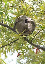 Bee Hive