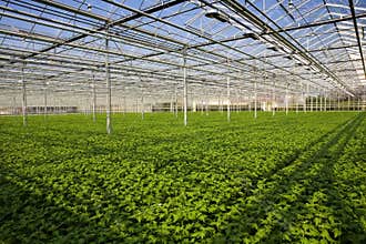 Greenhouse