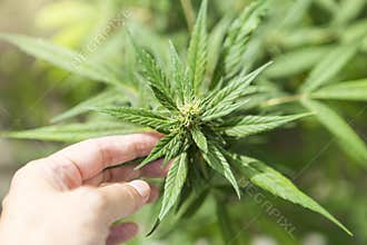 Girl hand with Cannabis plant grow in green house