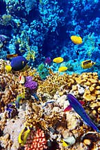 Coral and fish in the Red Sea. Egypt, Africa