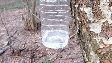Birch sap flows down a metal chute into large plastic container. Bottle of birch juice is hanging on trunk of tree.