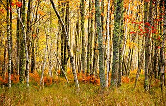 Acadia National Forest Fall colors.