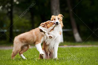 Cute puppy kisses red dog