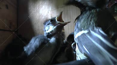 Great tit chicks in a nest box being fed by an adult with sound.