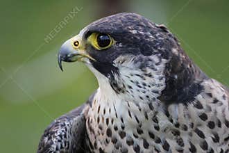 Peregrine Falcon
