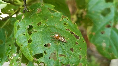 Small orange jumping spider on green foliage leaf Tulum Mexico