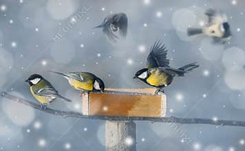 Winter picture with birds