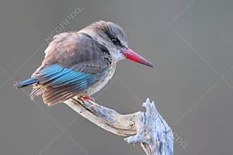 Brownhooded Kingfisher