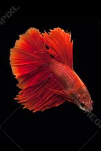 Siamese fighting fish