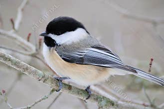 Black-capped Chickadee