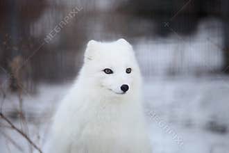 Arctic fox