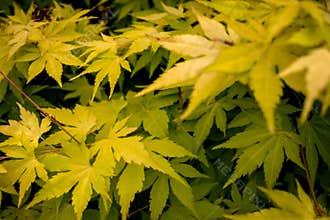 Leaf