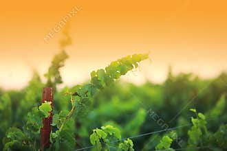 Vine branch close-up