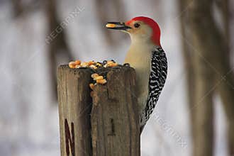 Red-bellied Woodpecker (Melanerpes carolinus)