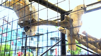 White Cockatoo - Cacatua alba is playing in the cage