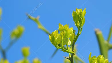 Flowers Is Trifoliate Orange. Citrus Trifoliata In Spring Garden. Pan.