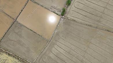 Wet plowed paddy field ready to be cultivate. Farmer plough and levelling soil also helps water distribution in paddy