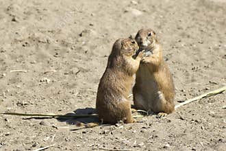 Souslik (ground squirrel) couple
