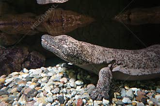Closeup of a Chinese giant salamander with rocks in a background