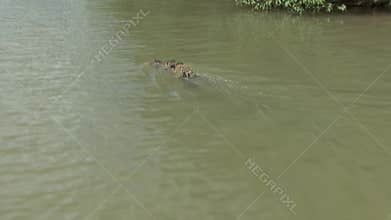 Mid sized caiman is riding on the Rupununi River in Guyana