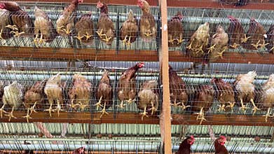 Bottom View, Layer Brown Chicken in Cage Batteries Opened side House