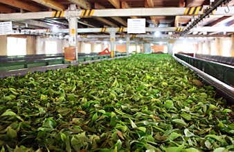Tea factory