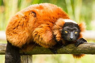 Red-bellied Lemur (Eulemur rubriventer)