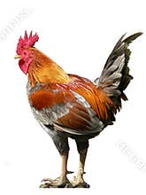 Rooster
